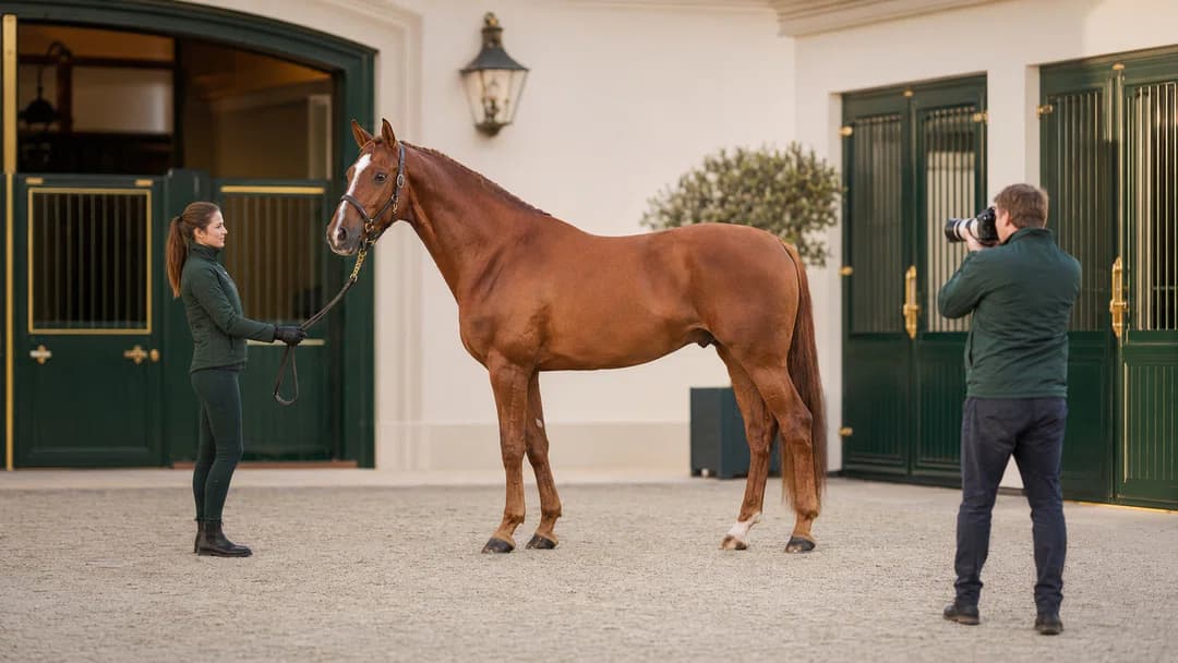 How to Present a Horse for Sale and Attract Serious Buyers